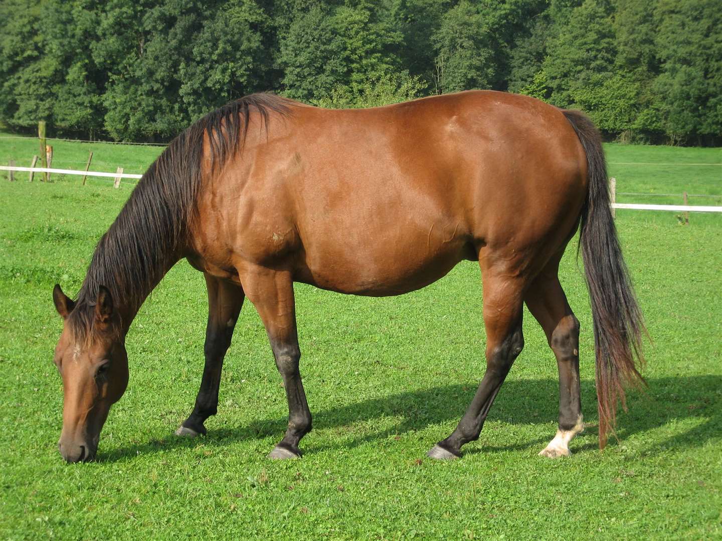 The horse became stranded in a water-filled dyke in Westmarsh, near Canterbury (6028902)