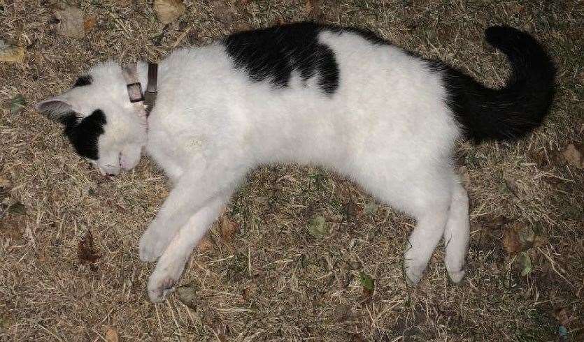 How the dead white and black cat was first found in St George's Avenue, Sheerness