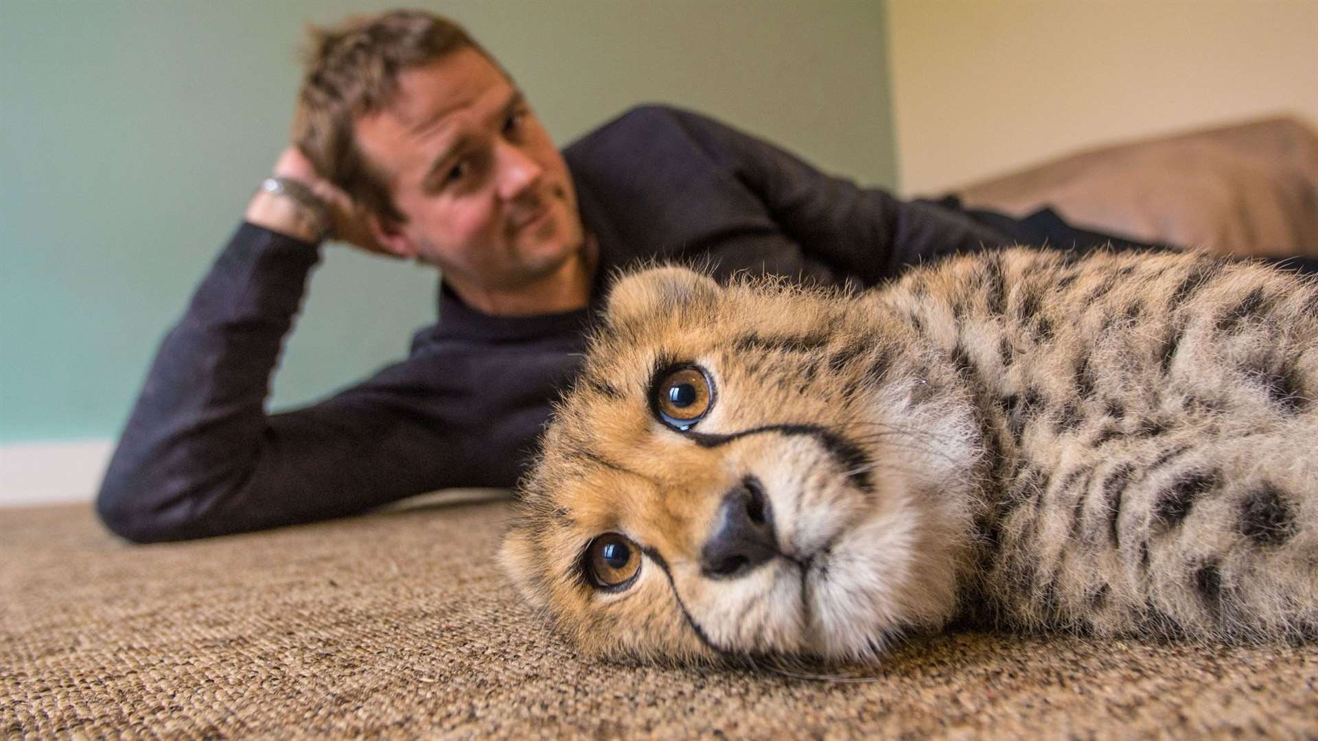 Giles Clark with Willow the cheetah cub on the Big Cats About The House programme. Picture: BBC