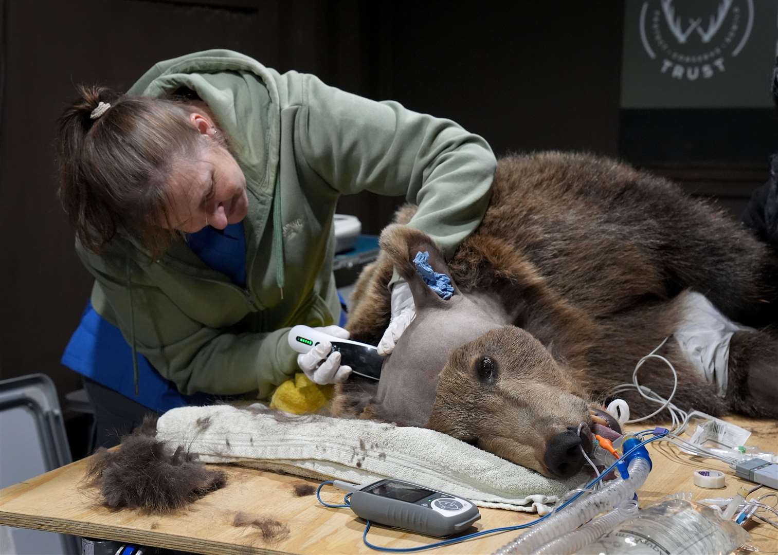 Boki, a two-year-old brown bear, is prepared ahead of surgery (Gareth Fuller/PA)