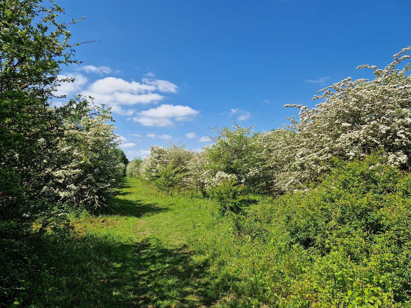 The once-arable fields have returned to scrub and young woodland (Chantelle Warriner/PA)