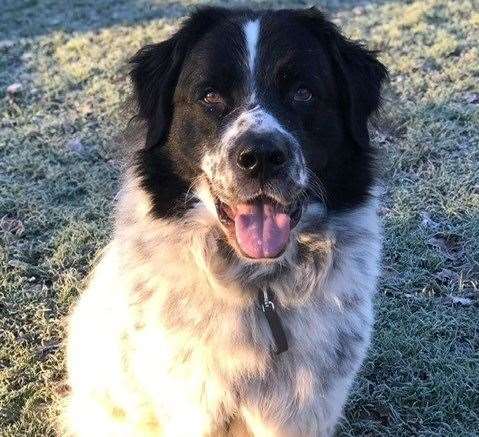 The 5-year-old pooch has been described as a “big friendly giant". Picture: Battersea Dogs & Cats Home