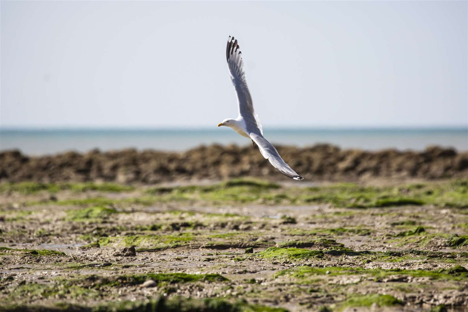 The bird was successfully released into the wild after a couple of weeks of monitoring. Picture: RSPCA