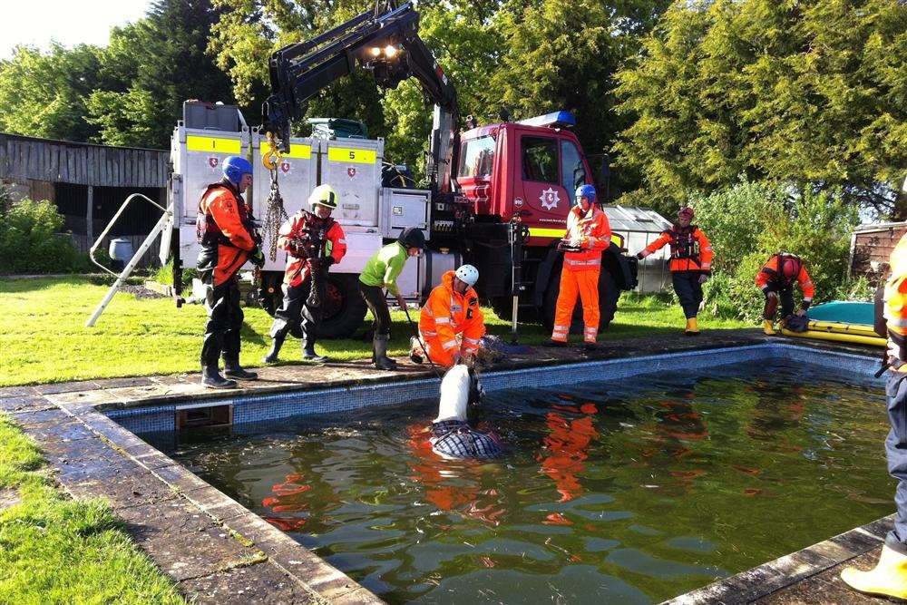 Buddy had to be rescued from a swimming pool after accidentally falling in