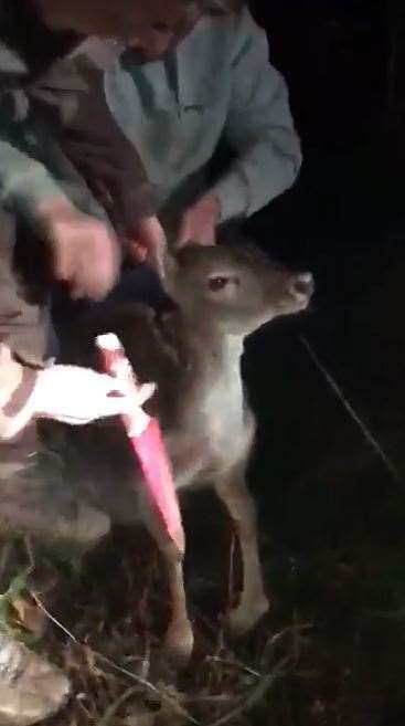 Jimmy Price stabs the deer