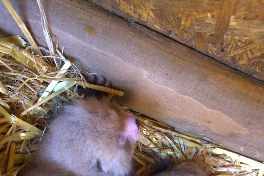 Red panda babies have been born at Wingham Wildlife Park.