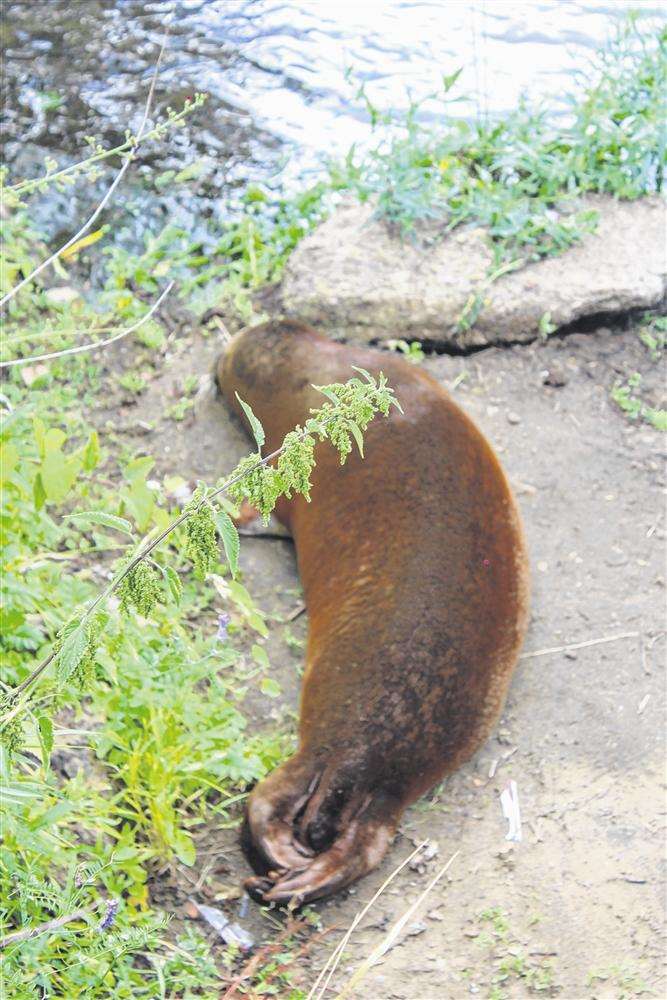 The seal spotted around Maidstone, which was snapped here in East Farleigh by Lorraine Packham.