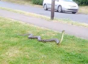 Zombie was spotted on the loose in Larkfield on Friday. Picture: Sarah Bick