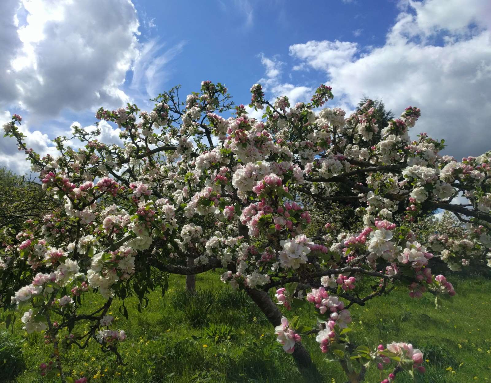 Yorkshire Cockpit apple blossom at Nunnington Hall, North Yorkshire (National Trust/Nick Fraser/ PA)