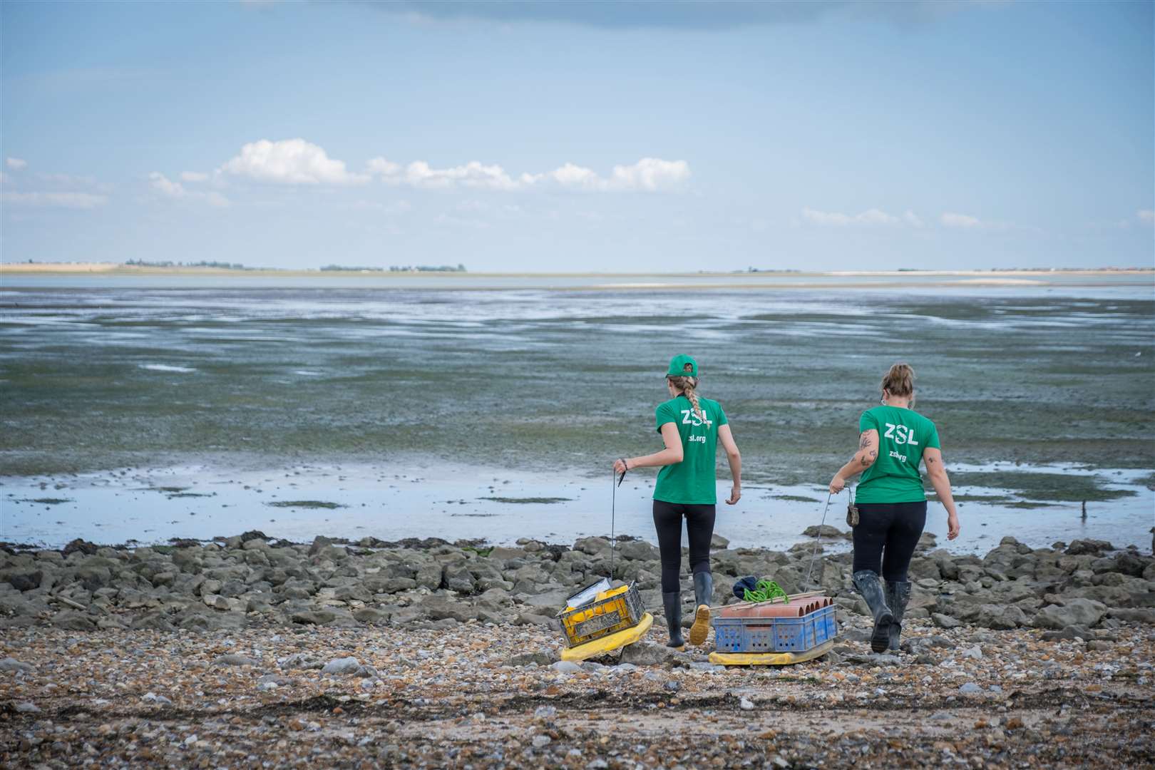 ZSL conservationists undertaking seagrass restoration trials this summer. Picture: ZSL