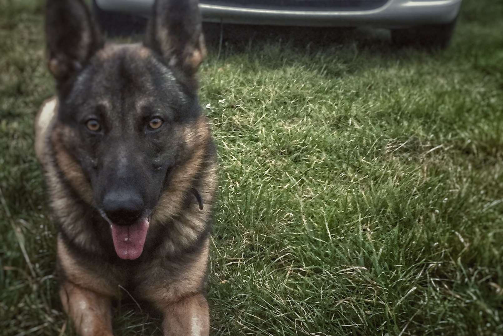 Police dog Olly found the man in a house, picture Kent Police.