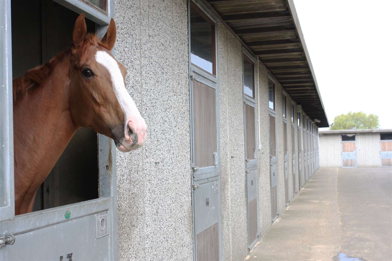 'Rightcar Lewis', of Formby, looks lonely as the only horse staying overnight. Picture: Chris Denham