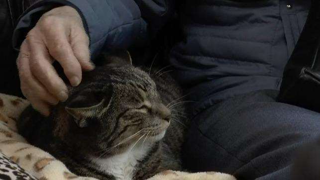 One of the friendly felines at the cafe (7505168)