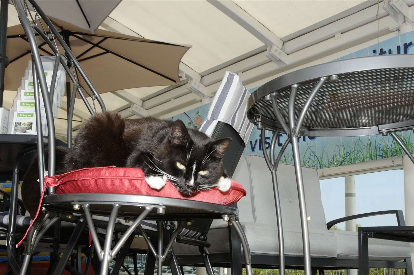 Daisy was the first feline to be called "the Asda Cat"