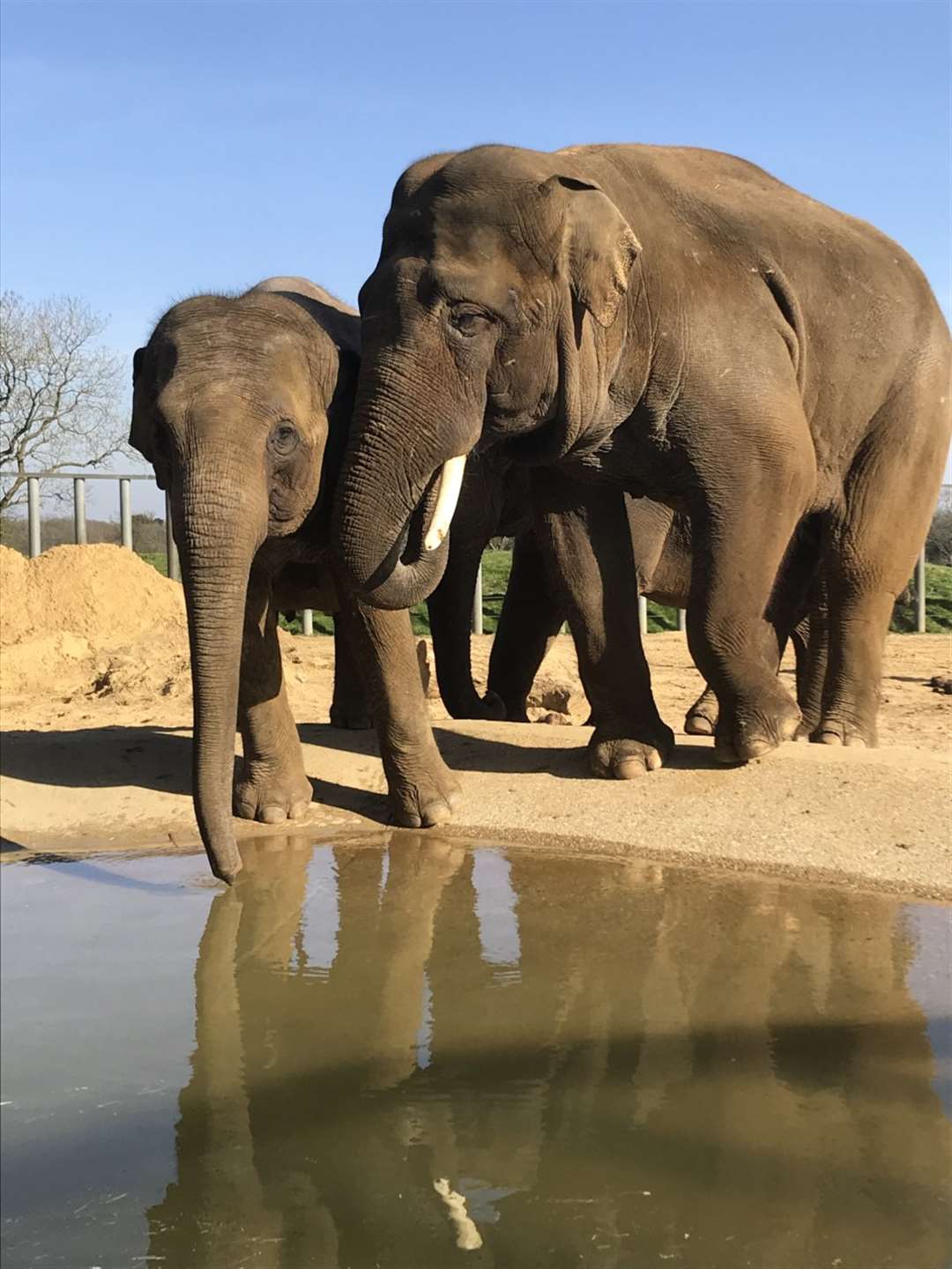 Asian elephant Ming Jung arrived at the zoo last year (ZSL Whipsnade Zoo/PA)