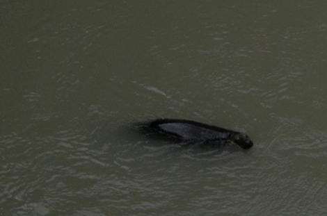 Staff are trying to coax Davina the seal back into the wild