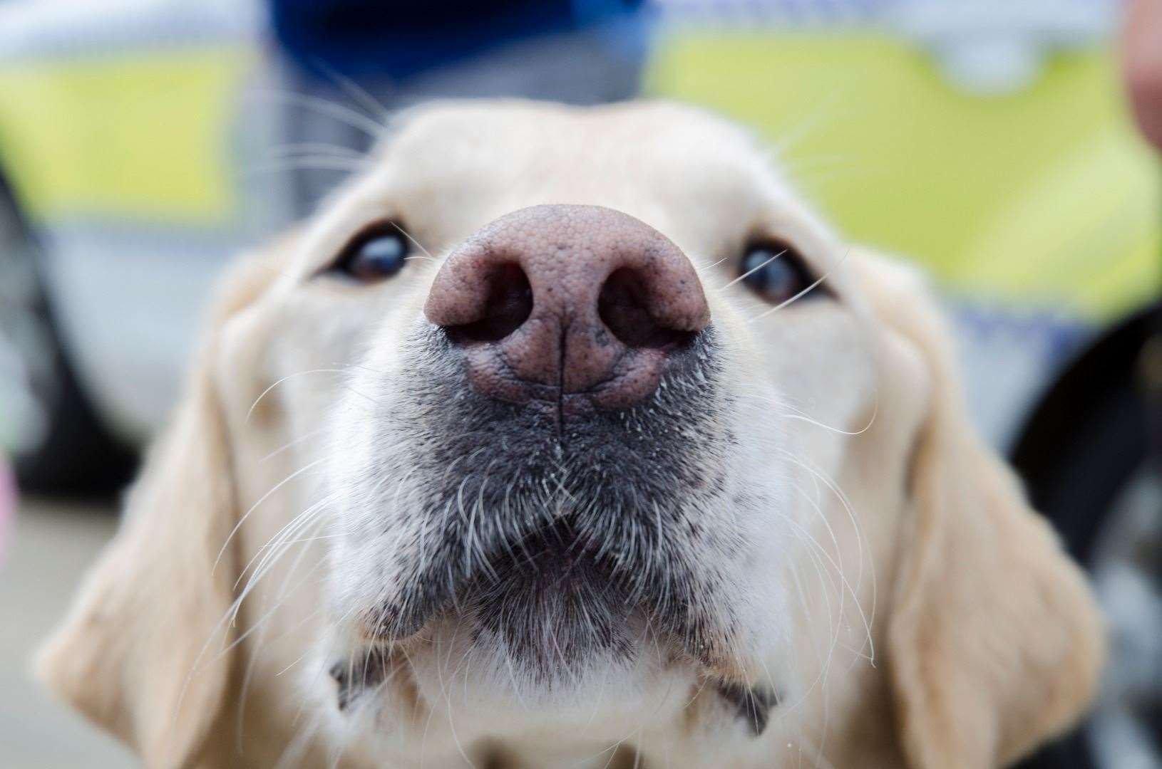 With more people owning a dog since lockdown, the numbers being taken is also rising. Image: iStock.