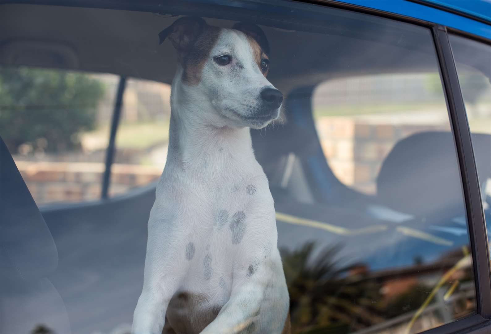 Temperatures inside cars will rise quickly even on just a remotely warm day. Photo: Stock photo.