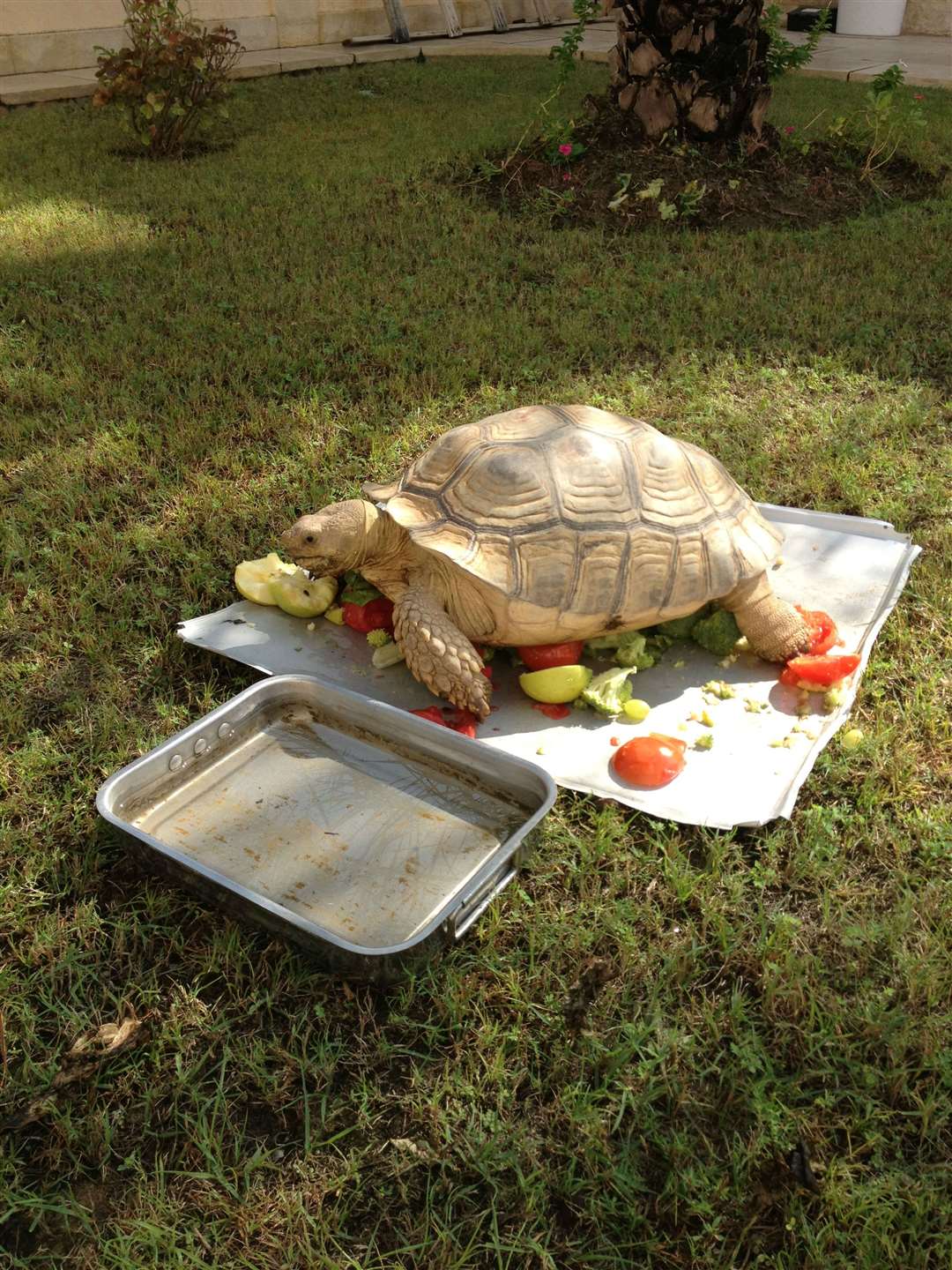 Gillingham FC owner Paul Scally's tortoise Blake was stolen from his Dubai home