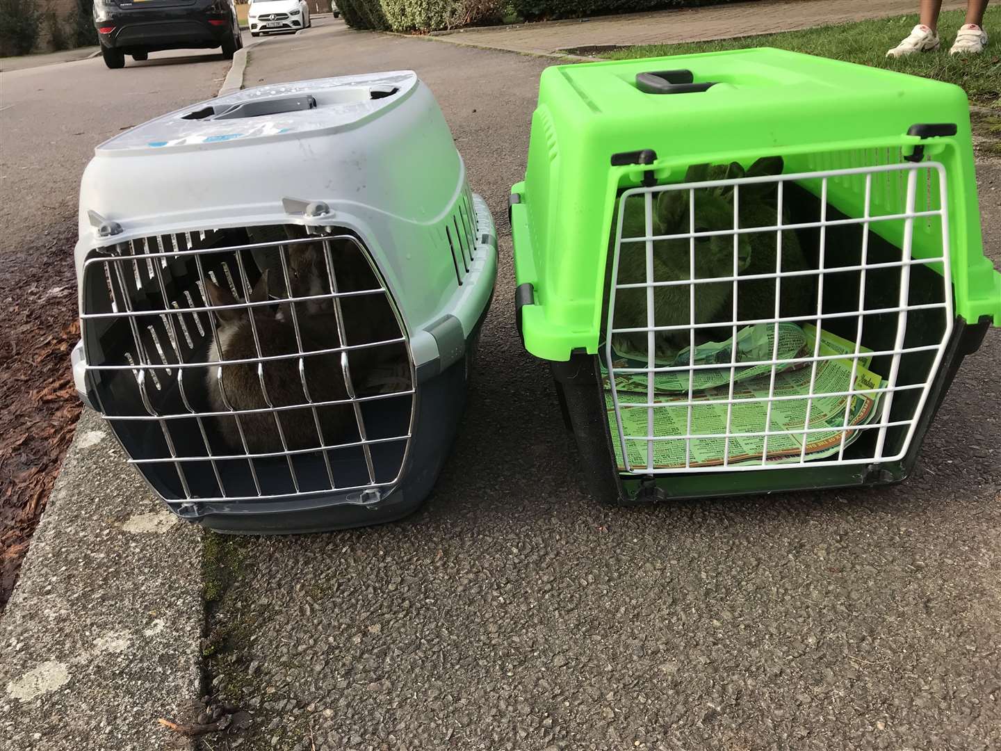 The rabbits were found in pet carriers. Picture: RSPCA