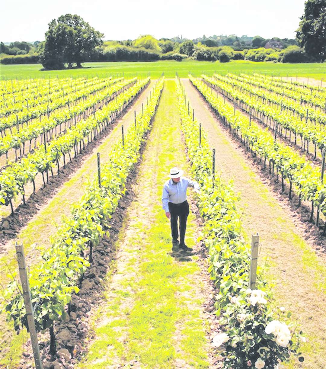 Gusbourne vineyard