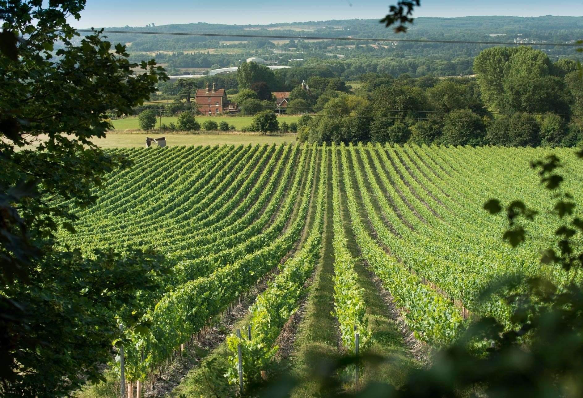 Chapel Down's Kit's Coty vineyard (7643167)