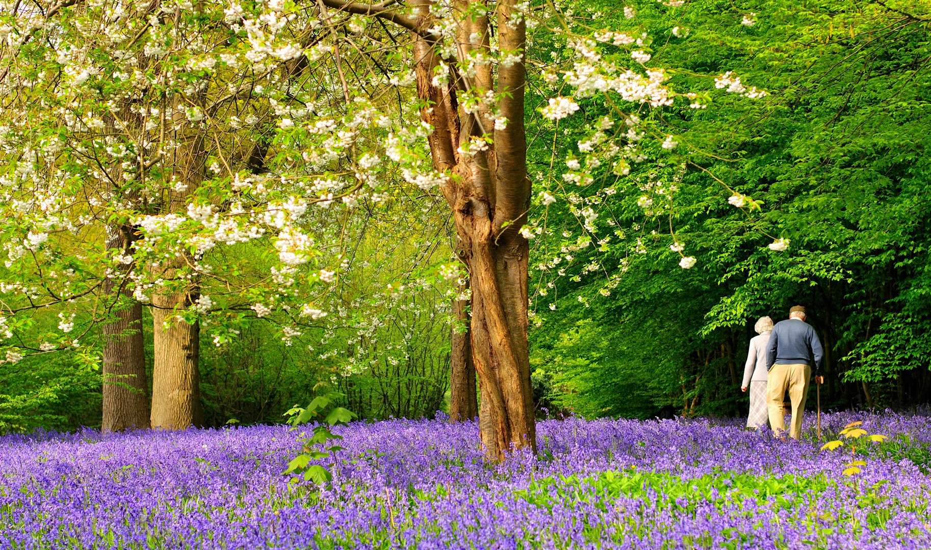 The flowers are expected to bloom earlier than usual this year due to the mild weather