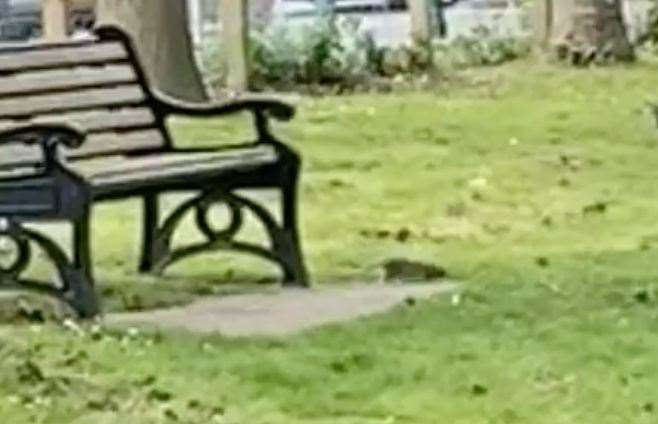 The rats were running around a bench at Victoria Recreation Ground in Canterbury