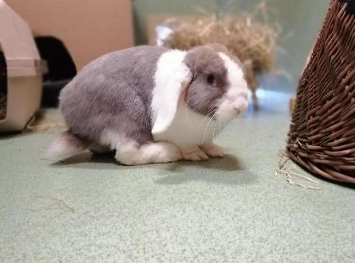 Nut Nut the lop eared rabbit is lloking for a home (19811702)