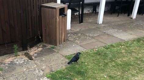 I’m no bird expert, does anyone know if this actually is a raven?