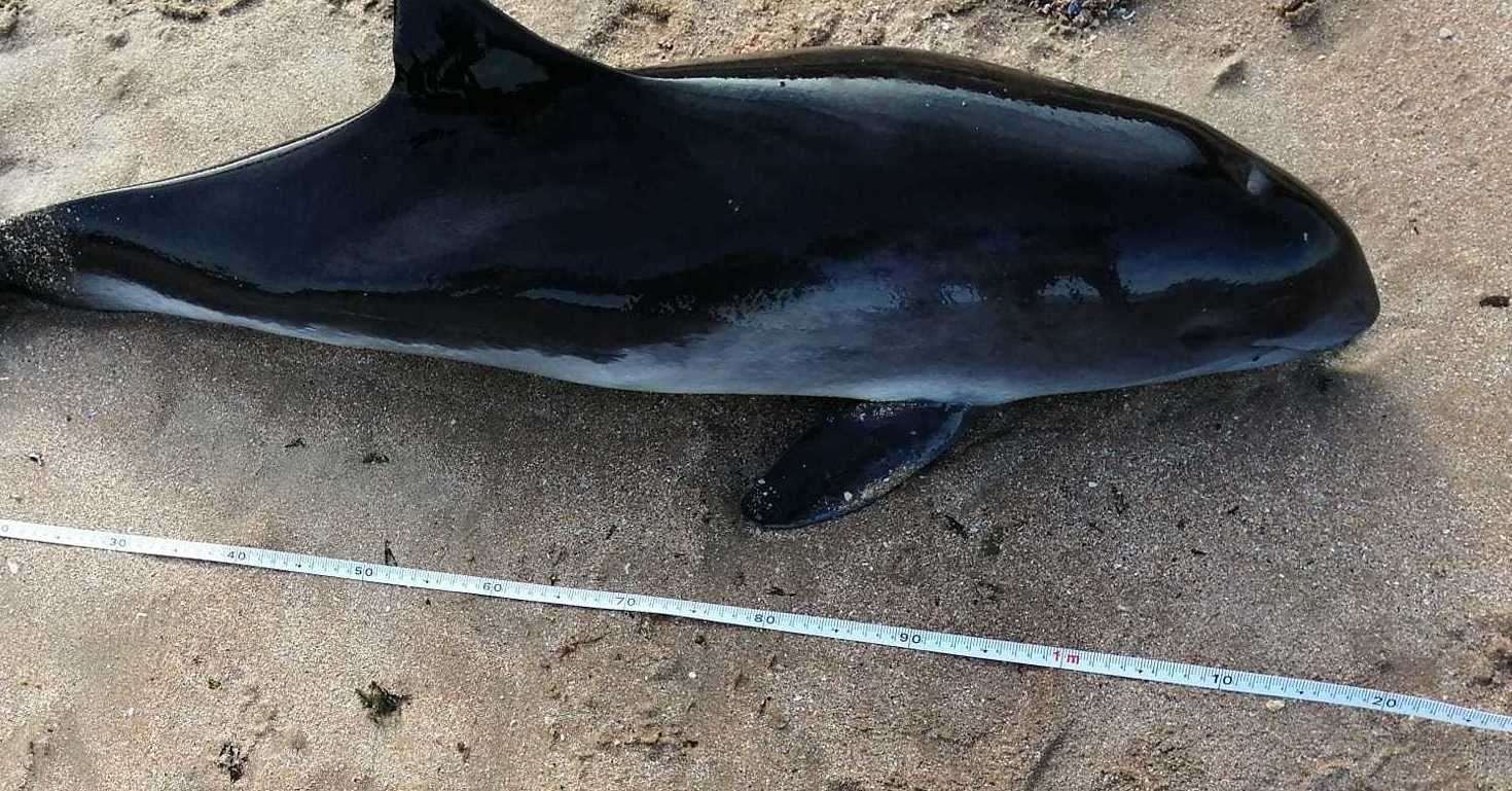 The harbour porpoise at Walpole Bay in Margate. Picture: Sheila Stone (62236308)