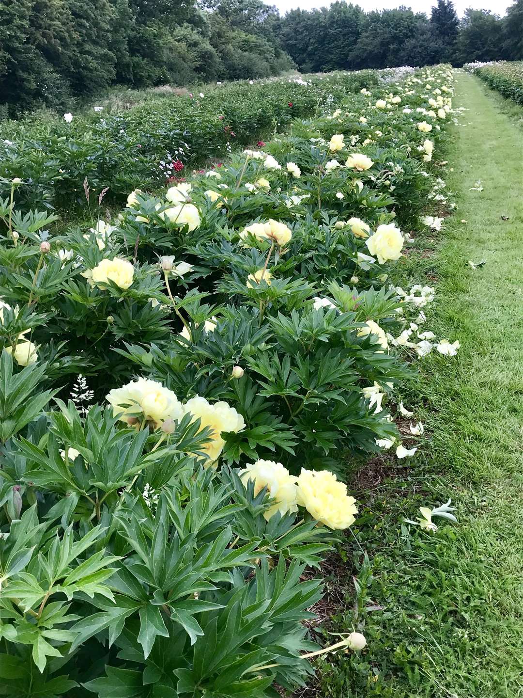 Fields of fragrant blooms