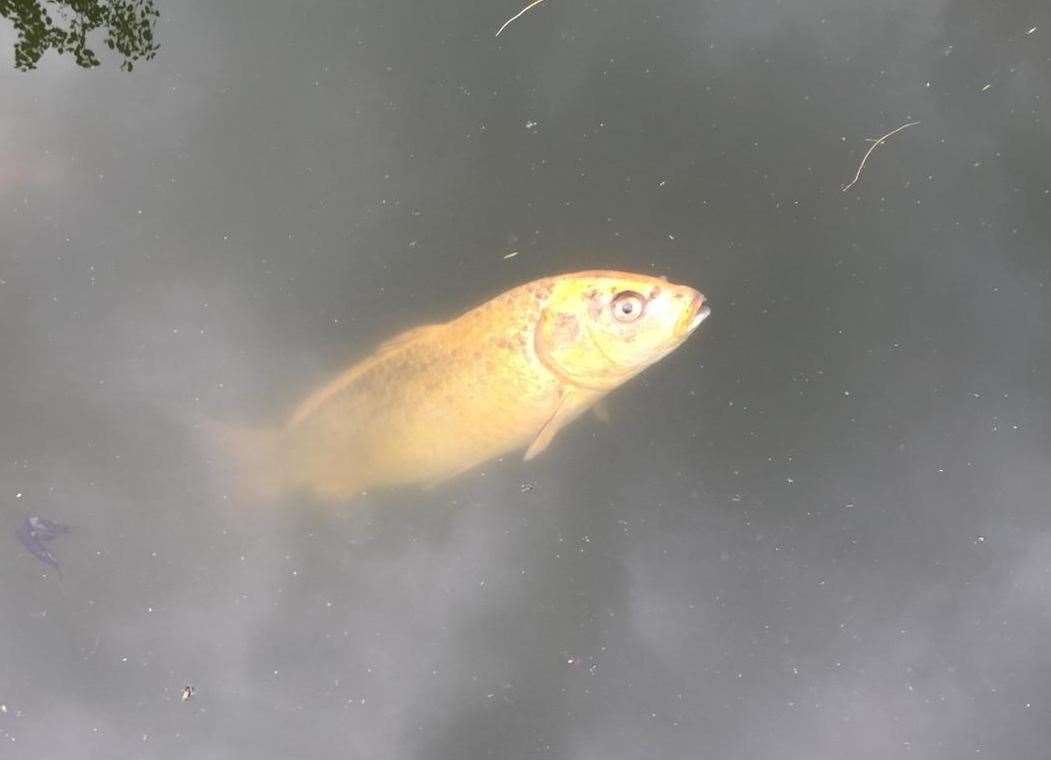 Fish at Holborough Lakes. Picture: Brad Voak