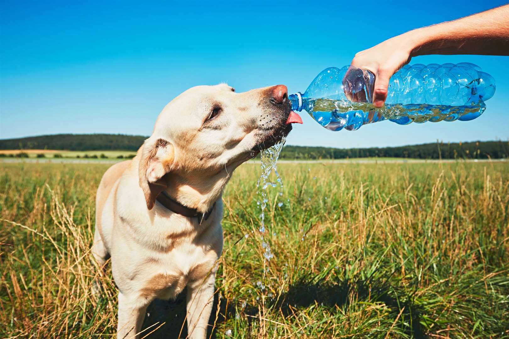 Frozen treats can be offered alongside water and their usual diet. Picture: iStock.