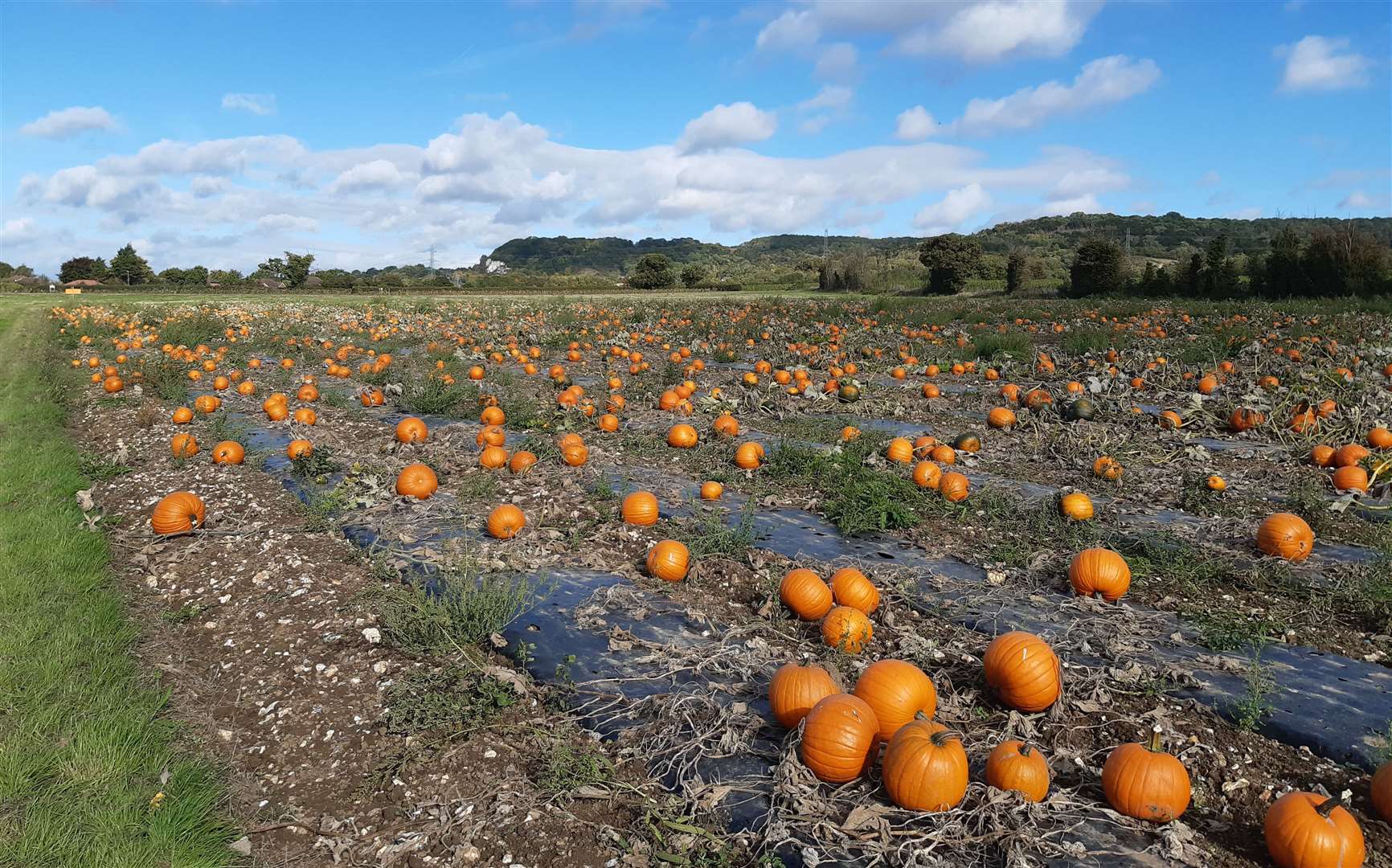 Around 80,000 seeds were planted in May