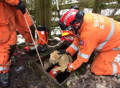 Misty being rescued.