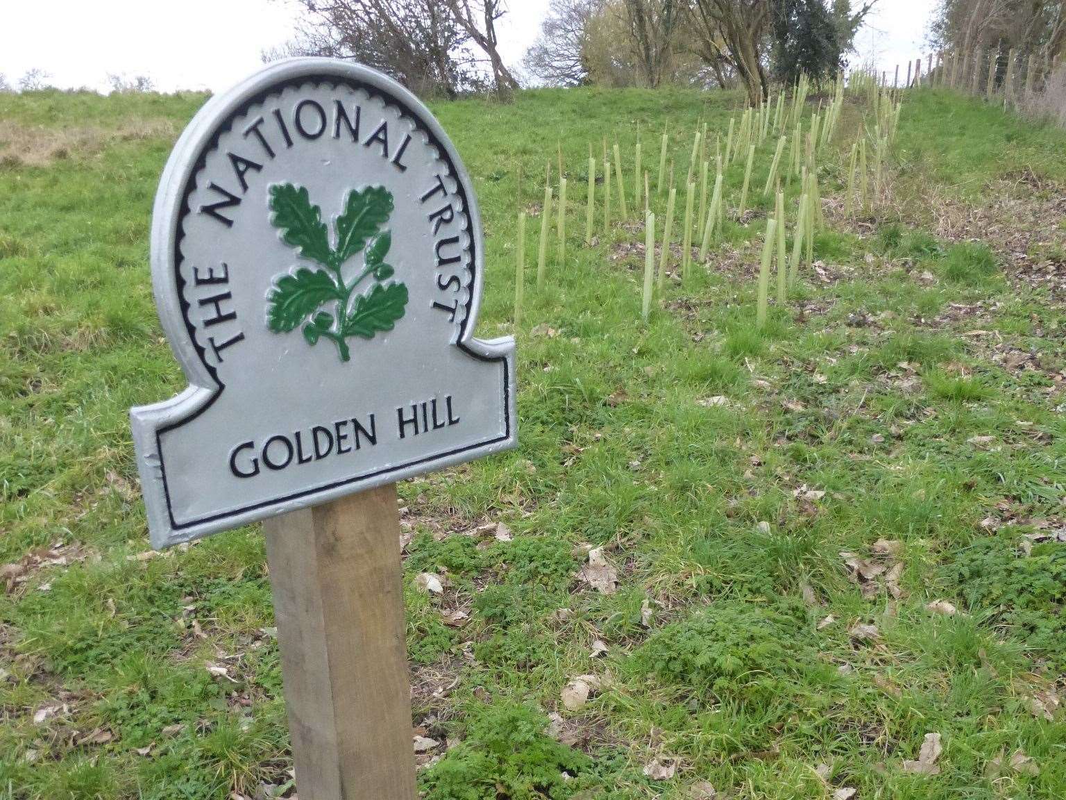 Cows are set to graze on Golden Hill once more. Picture: National Trust/Nick Sinclair