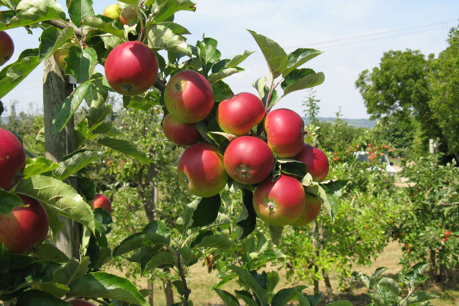 An apple tree bearing fruit at East Malling Research centre