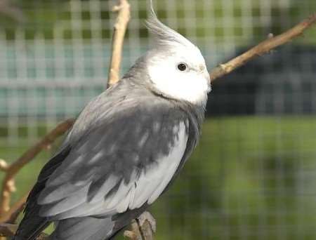 FEATHERED FIND: The bird was discovered in a tree in a garden. Picture: ANDY PEYTON