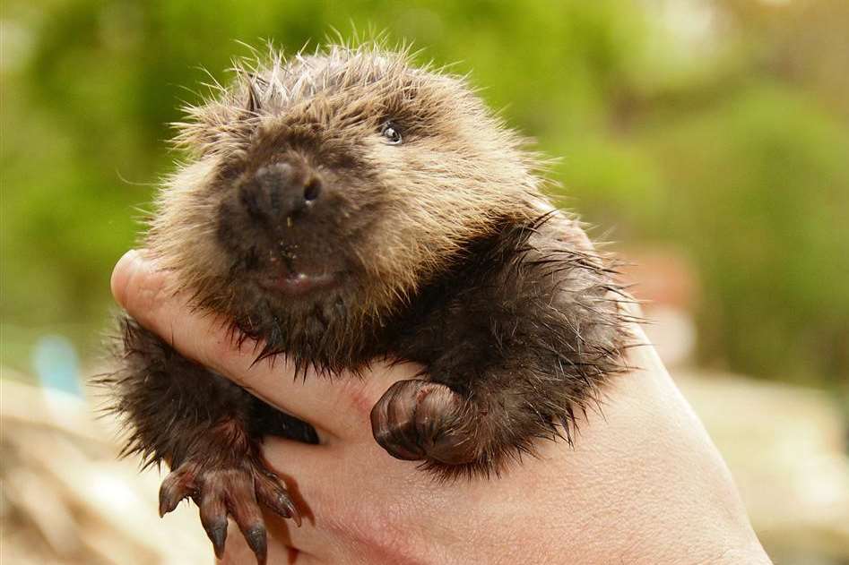 The newest baby beaver at Wildwood. Picture: Dave Butcher/Wildwood Trust