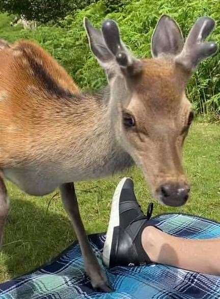 The deer came right up to Vicky Chaney during a family picnic. Picture: Vicky Chaney