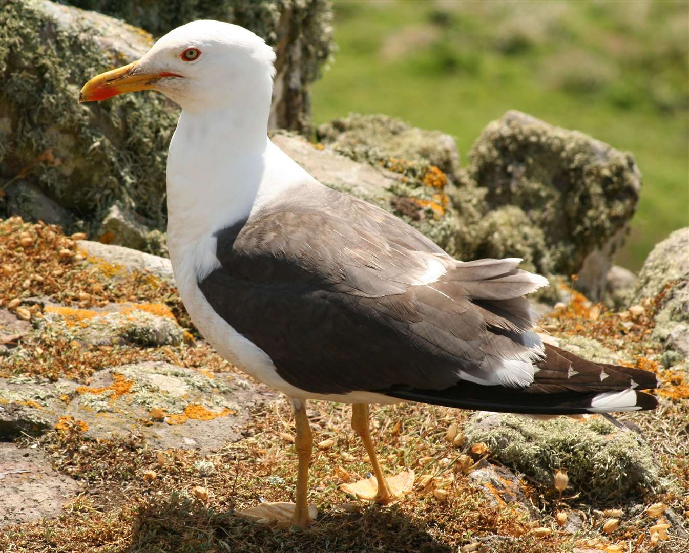 Black-backed gulls are found there too