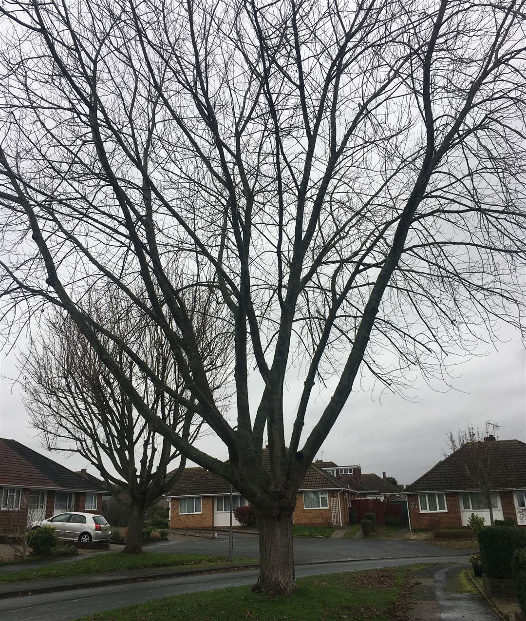 Mr Hopkins says there is no evidence the trees have damaged paths. Picture: Paul Hopkins