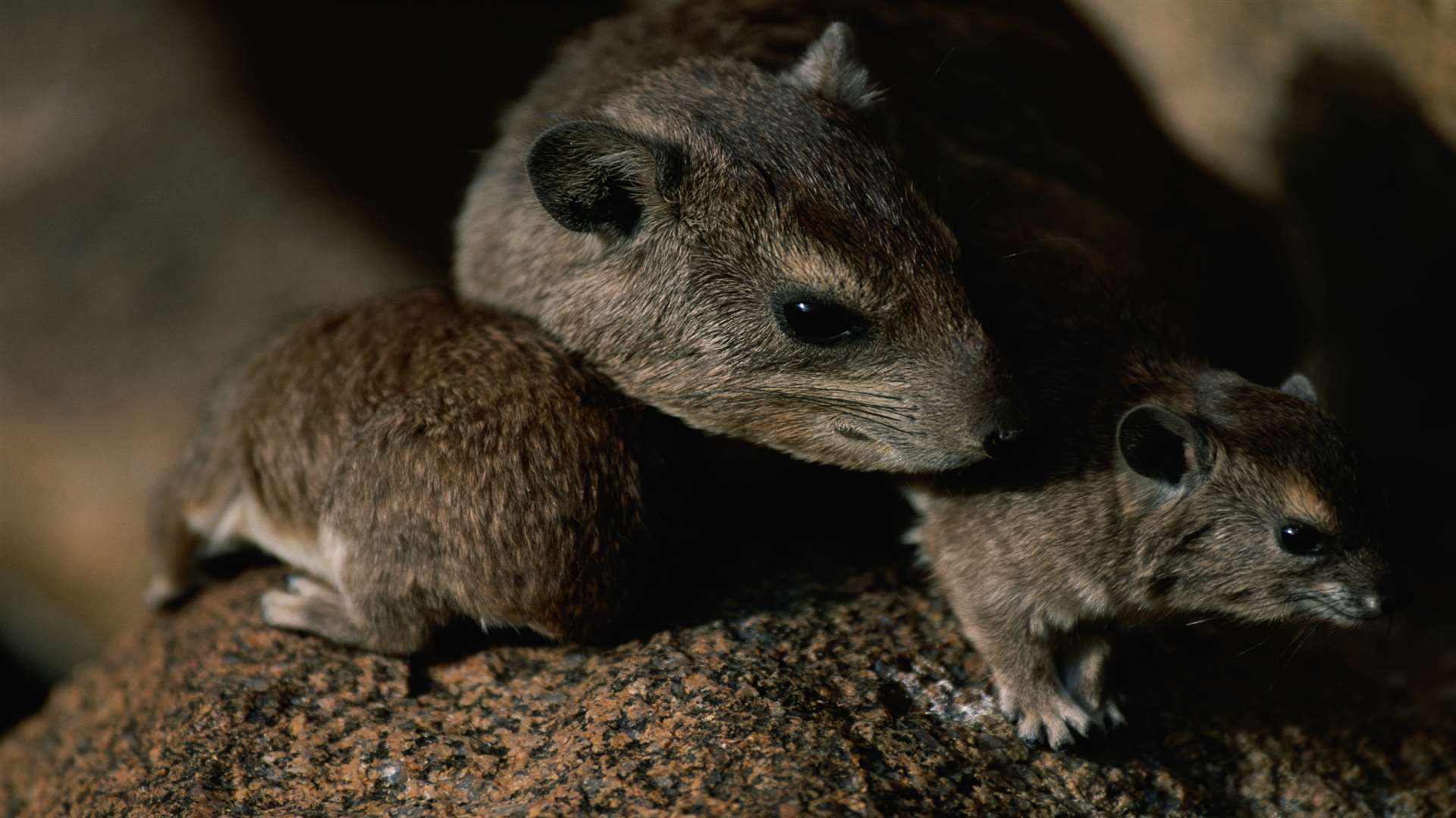 There is a reported rat infestation in Belmont Road. Stock image