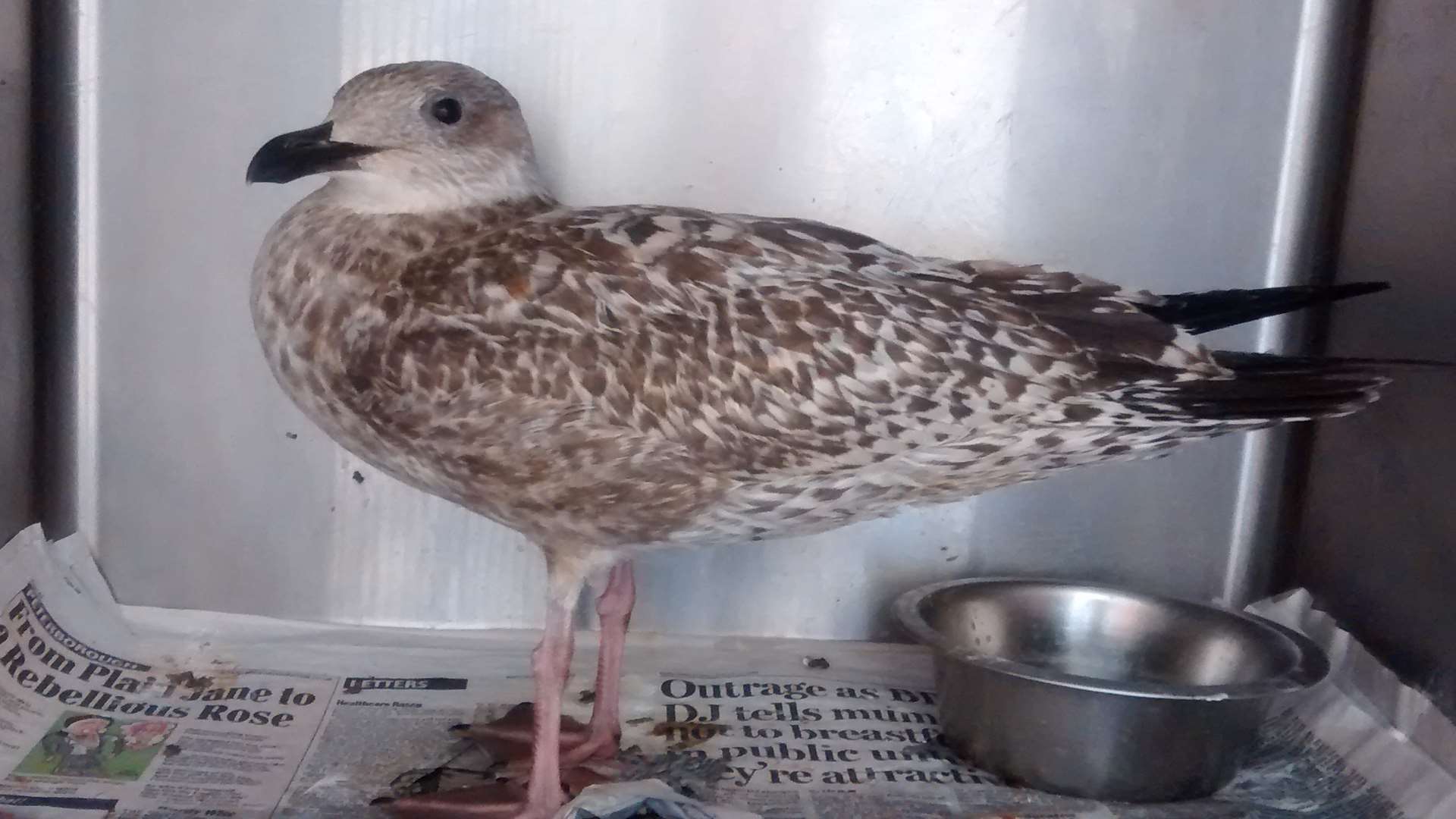 The bird was discovered off Viking Bay in Broadstairs.