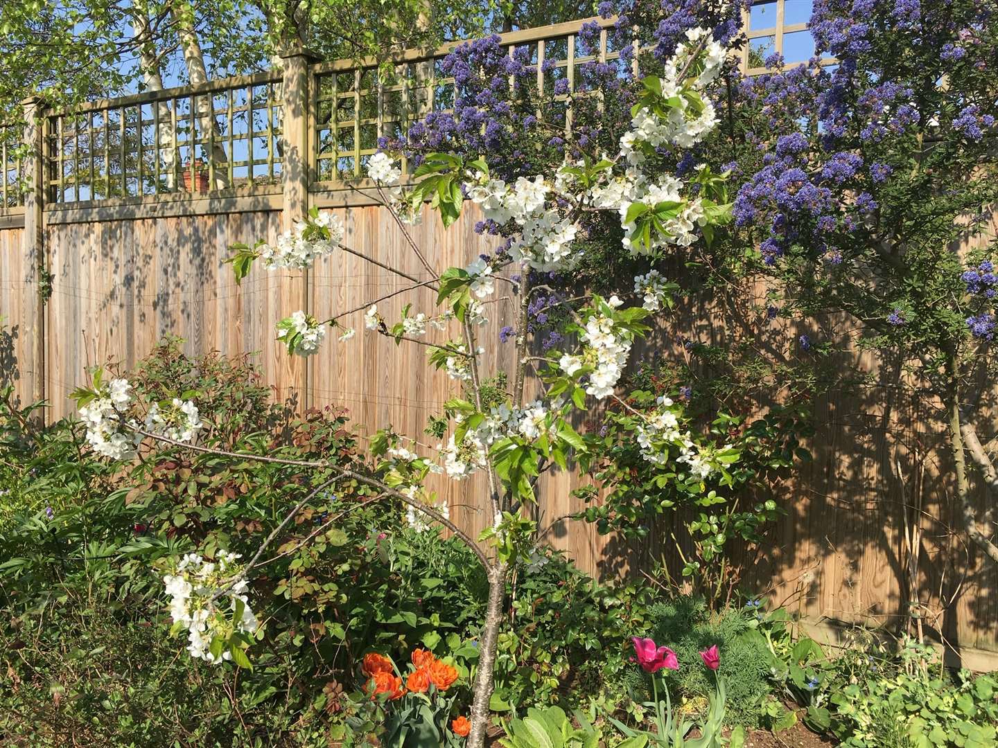 People are also being encouraged to share their pictures of plants and gardens on social media with the hashtag #mychelseagarden (Sue Biggs/RHS/PA)