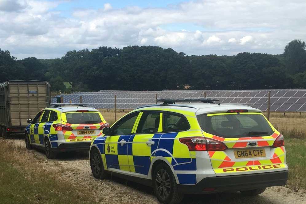 Police arriving at the farm where the sheep were savaged