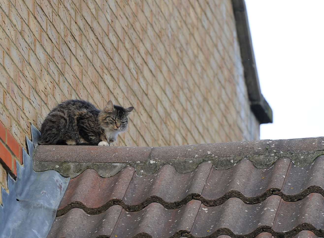 Monica, who has been stuck on a roof since Monday night