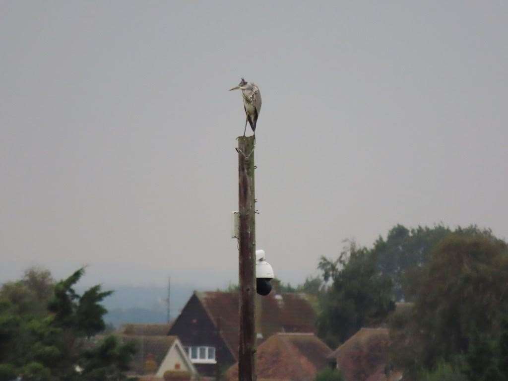 A grey heron was shot at Little Cliffsend Farm in Ramsgate which Kent Police are investigating. Picture: Wildlife Conservation in Thanet