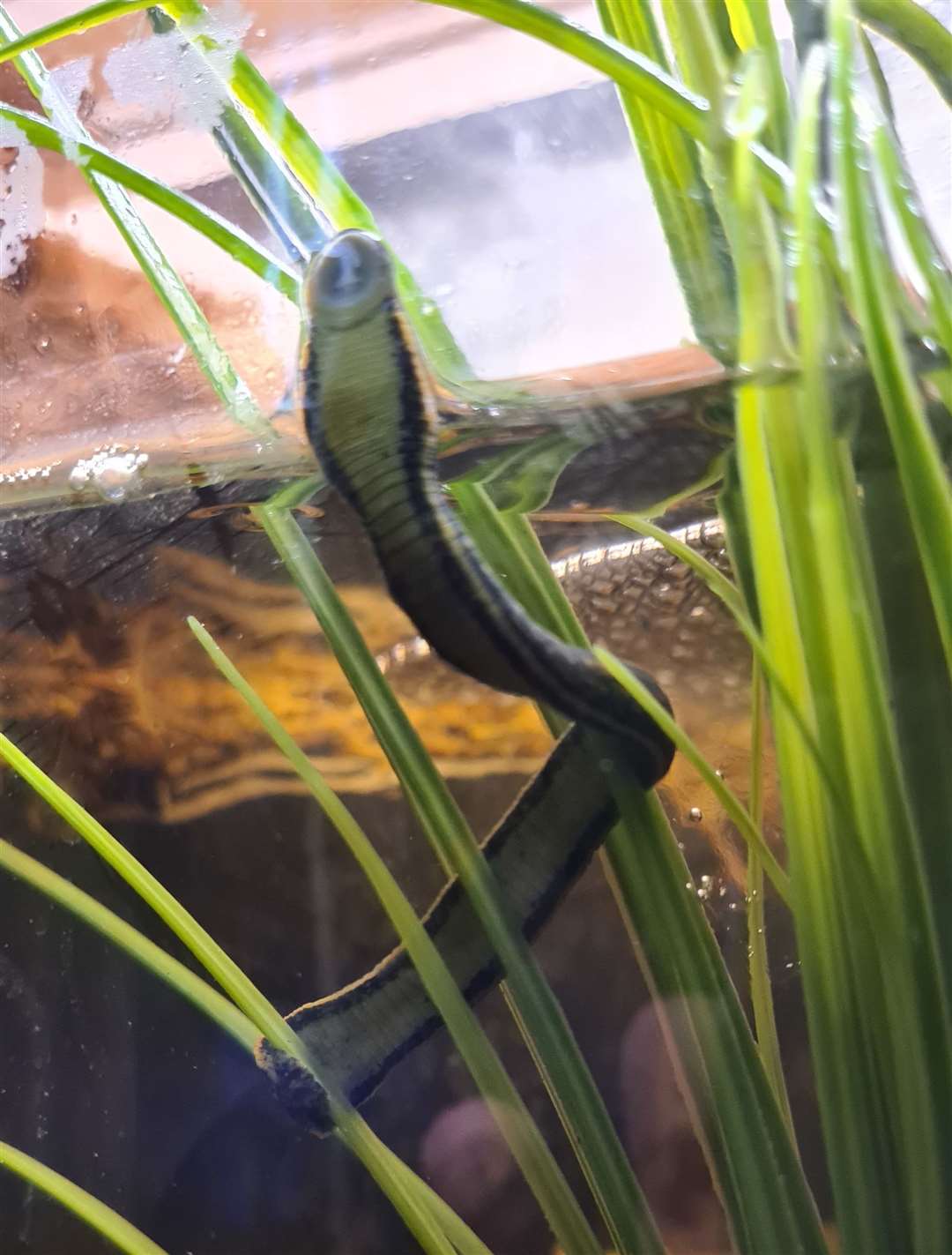 The 'escape artist' medical leech at Wingham